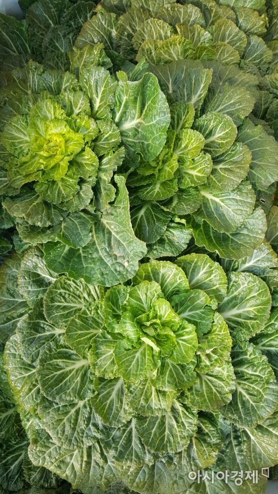 겨울철 명물 진도산 ‘봄동’ 소비자들에 인기