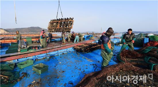 수온상승·남획으로 명태 '멸종위기'…지난해 어획량 고작 1t 