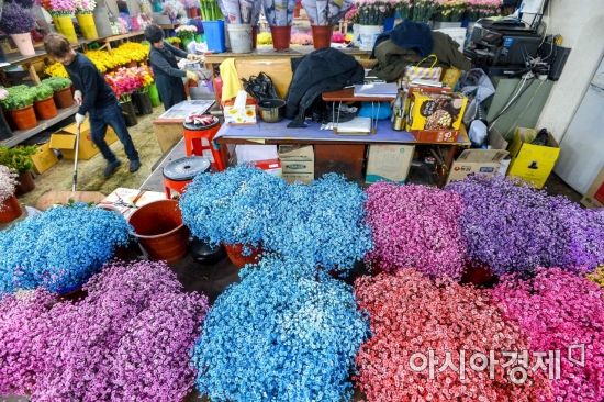 [포토] 봄이 오는 소리에 분주한 꽃시장