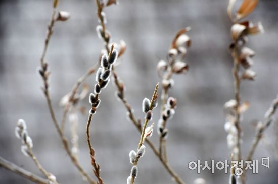 [포토]얼음이 녹고 싹이 트는 시기 '우수'