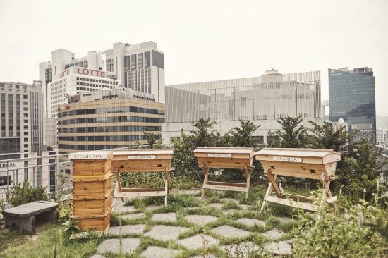 명동 옥상에 꿀벌 키우는 사회적기업 지원?