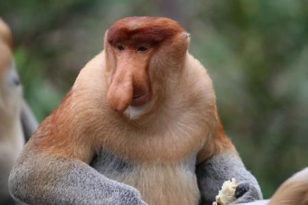 보르네오섬 북부지방에 살고 있는 코주부원숭이(사진=추부대학의 마쓰다 가즈키 조교수).