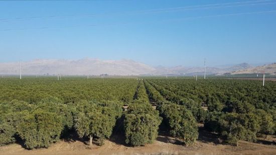 GS리테일과 지정농장 계약을 맺은 미국 캘리포니아 오렌지 농장