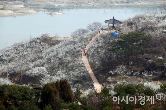 광양시, 내달 17일부터 ‘20회 광양매화축제’ 개최