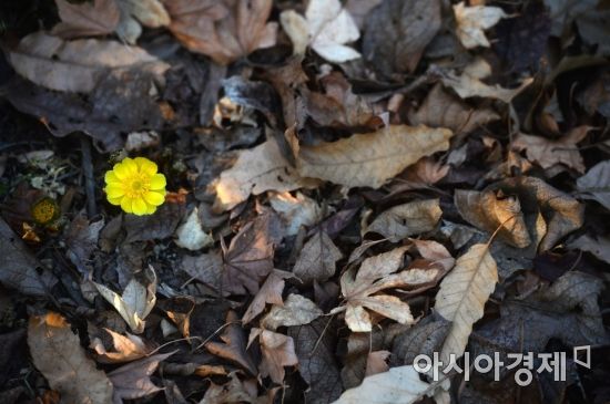 [포토]'봄이 왔어요'