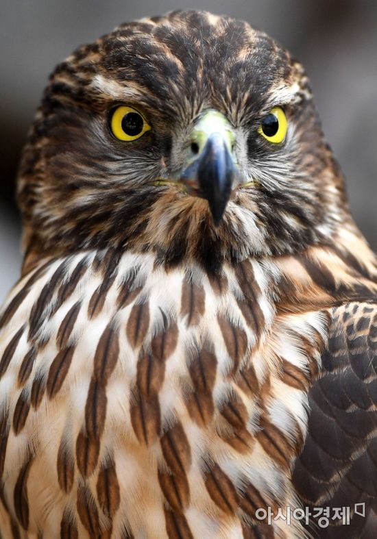 [포토]내가 바로 먹이사슬의 정점, 참매