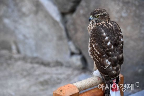 [포토]참매! 카리스마 넘치는 눈빛