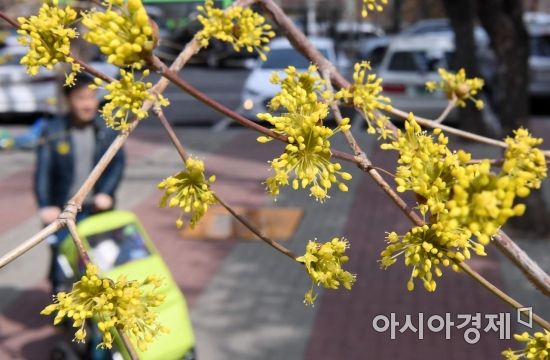 [포토] 산수유꽃 핀 어느 봄날
