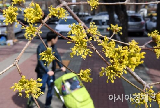 [포토] 산수유꽃과 봄 나들이