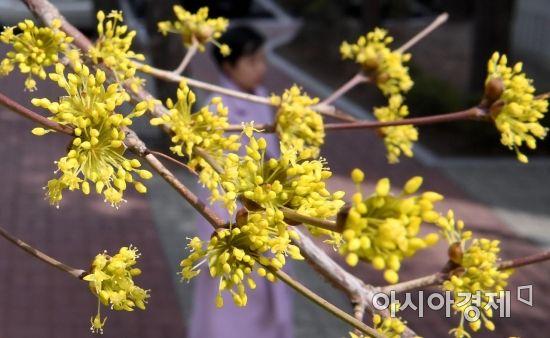 [포토] 서울의 봄 알리는 산수유꽃