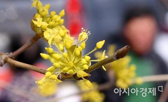 [포토] 노란 꽃망울 터뜨린 산수유꽃