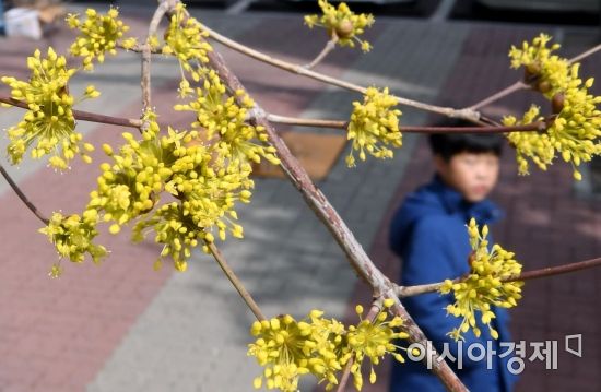 [포토] 서울에도 피기 시작한 산수유꽃