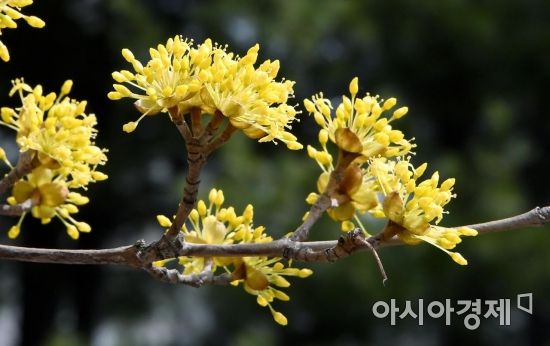[포토] 서울에 봄을 알리는 산수유꽃