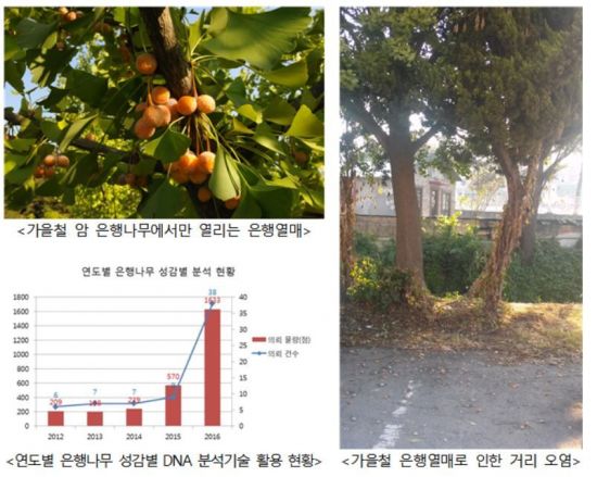 '악취' 은행나무열매, 암수나무 감별·악취 해결기술 민간 확산 - 아시아경제 '악취' 은행나무열매, 암수나무 감별·악취 해결기술 민간 확산 - 아시아경제
