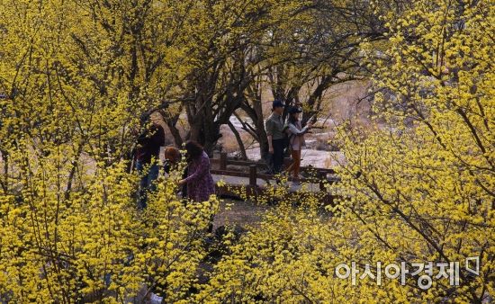 따뜻한 봄날씨 속에 많은 관광객들이 구례군 산수유마을에서 샛노란 봄 풍경을 맘껏 즐기고 있다(사진=구례군 제공)