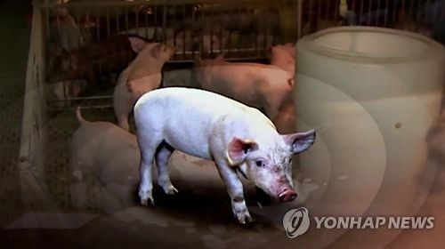 북한서 '아프리카돼지열병' 처음으로 발생 