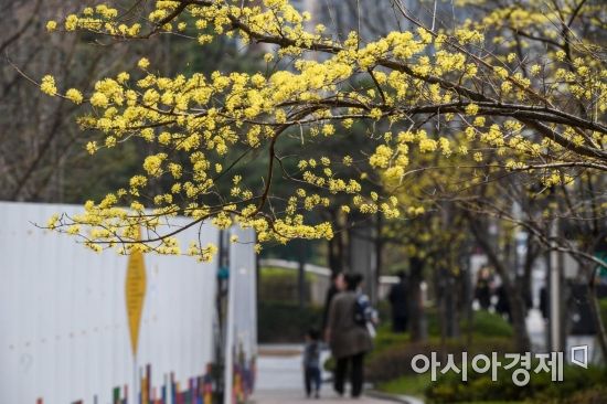 [포토] 봄의 전령사 산수유