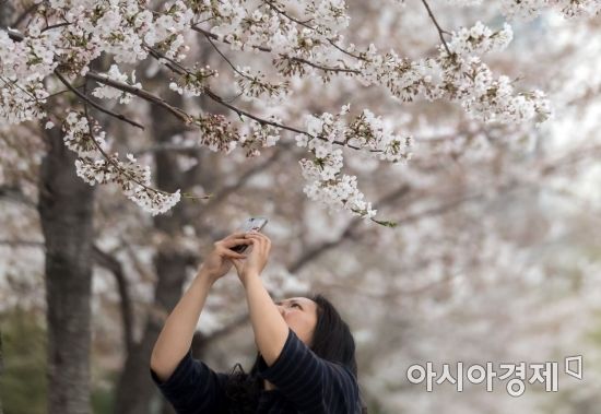 지난해 서울 영등포구 국회 앞 일대에 벚꽃이 활짝 피어 있는 모습 (사진=아시아경제DB)