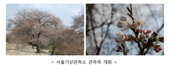 서울 '벚꽃' 공식 개화…평년보다 8일 빨라