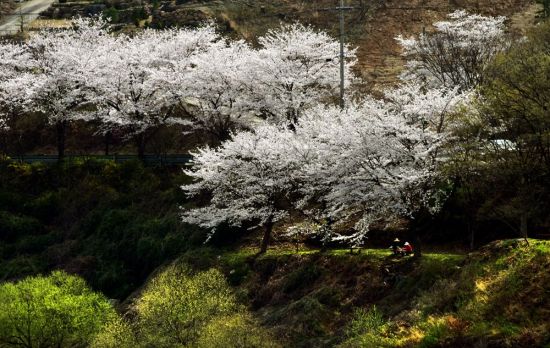구례 섬진강변의 봄날 풍경, 섬진강 벚꽃축제는 7~8일 이틀동안 열린다.