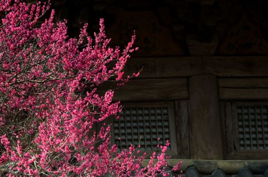 [조용준의 여행만리]화엄사 홍매화 핀날, 고혹적 매력에 섬진강 벚꽃은 뒷전이네 