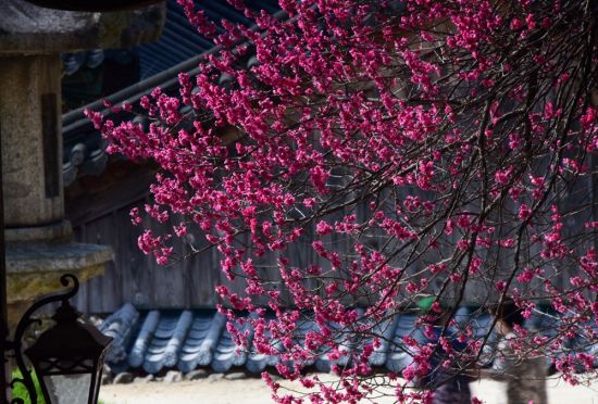 [조용준의 여행만리]화엄사 홍매화 핀날, 고혹적 매력에 섬진강 벚꽃은 뒷전이네 