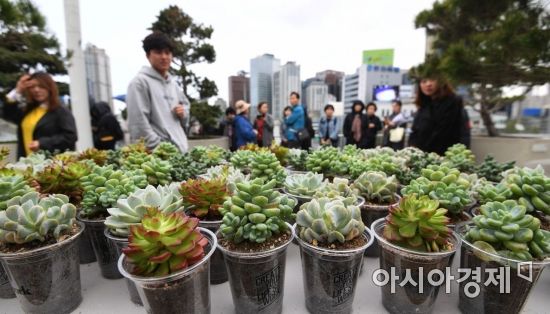[포토]'선인장 나눠드려요'