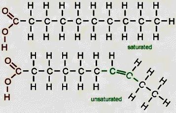 포화지방산의 분자구조(위)와 불포화지방산의 분자구조. 수소(H)가 꽉 채워진 포화지방산은 지네와 같은 모습을 하고 있고, 수소가 덜 붙은 불포화지방산은 탄소(C)의 긴 사슬 사이 일부가 이중결합으로 연결돼 있다.