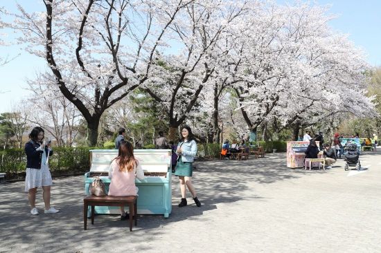 '사랑이 벚꽃 피는' 서울대공원…7~22일 벚꽃축제 열려