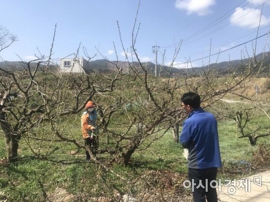 구례군, 복숭아씨살이좀벌 피해 예방 총력