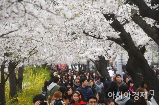 [포토]주말 벚꽃축제 찾은 시민들