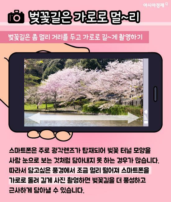 [카드뉴스]"내 벚꽃만 칙칙해ㅠㅠ"...벚꽃 사진 잘 찍는 법 7가지