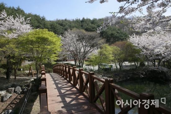 [포토] 보성 제암산자연휴양림 오작교, 웨딩촬영장으로 인기