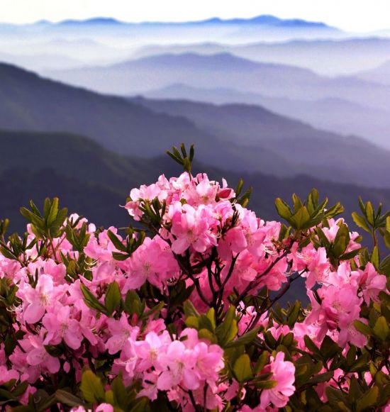 [조용준의 여행만리]봄 끝자락, 곧 분홍빛 철쭉향연이 시작됩니다