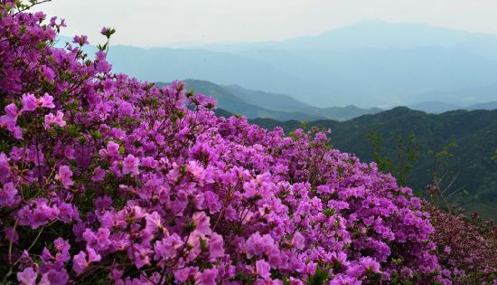 [조용준의 여행만리]봄 끝자락, 곧 분홍빛 철쭉향연이 시작됩니다