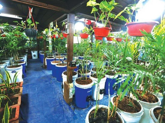 미세먼지 지옥, 공기청정식물로 '미세먼지 0%' 만든 CEO의 비밀