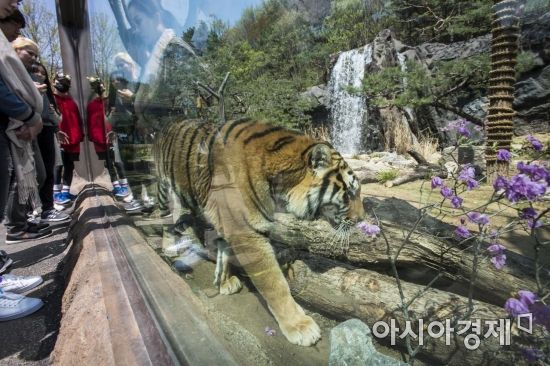 ▲에버랜드 한국호랑이 체험 전시공간 '타이거 밸리'에서 관람객들이 한국 호랑이를 살펴보고 있다. (제공=삼성물산 리조트부문)