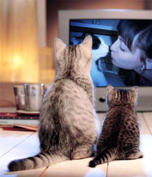 한국 고양이가 세번째로 좋아한 영화는 '옥자'