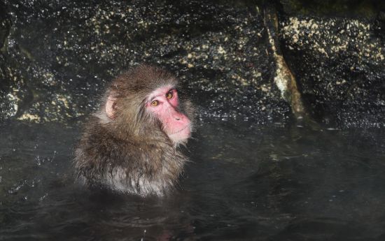 지난해 한겨울 경기도 용인시 에버랜드에서 일본원숭이가 인공온천에 들어가 있다(사진=연합뉴스).