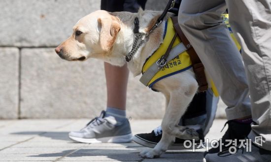 세계 안내견의 날(매년 4월 마지막 주 수요일)이었던 지난 2018년 4월25일 서울 청계천에서 삼성화재 안내견학교 주최로 열린 '안내견과 함께하는 한마음 보행 행사'에서 시민들이 안내견과 함께 걷고 있다./문호남 기자 munonam@