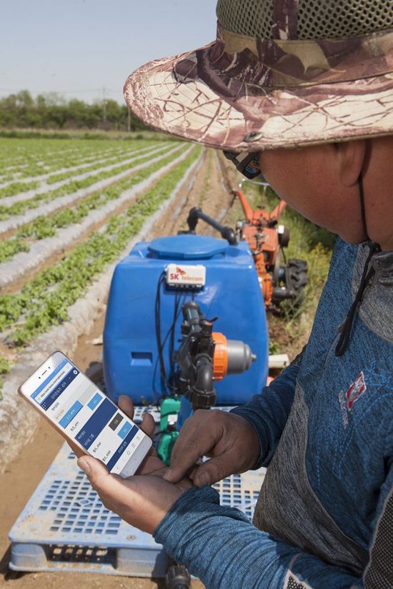 감자 재배농가 농장주가 스마트폰을 활용해 '지능형 관수관비 솔루션'을 작동시키고 있는 모습. <사진=SK텔레콤>