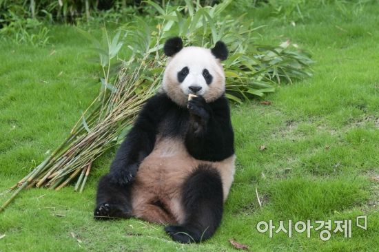 에버랜드 판다월드, 2년만에 입장객 500만명 돌파