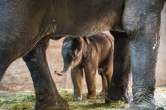 1월27일에 태어난 수컷 아기코끼리의 모습 (사진=서울시 제공)