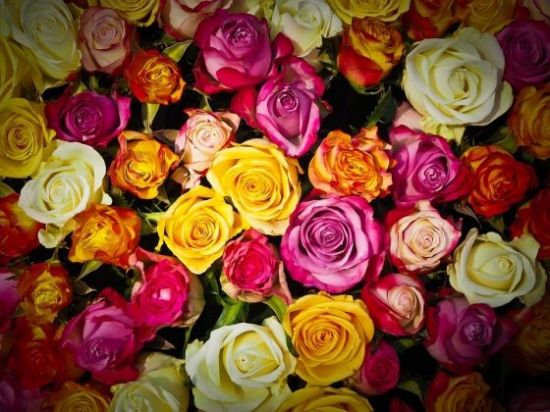 오늘(14일)은 로즈데이…"장미, 어떤 색으로 선물할까?"