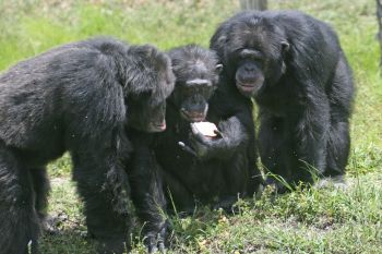 침팬지의 사회 집단 크기는 평균 54마리다.