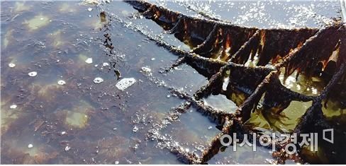 "수출 5억불 효자였는데…" 김 불법양식으로 올해 재고량 급증
