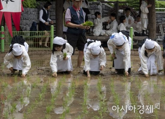 [포토] 농협 농업박물관 어린이 전통 모내기 체험