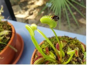 "세계 식충식물을 한눈에"…국립생태원, 식충식물 특별전 개최 