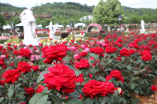 [조용준의 여행만리]향기나는 '소확행' 웃음꽃이 피었습니다