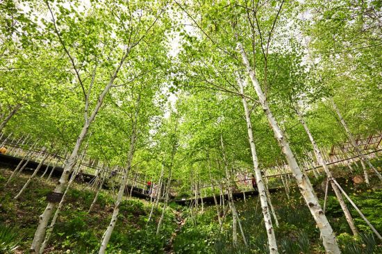 야생화가 옹기종기 모여있는 화담숲 자작나무